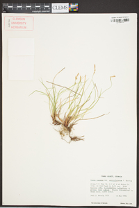 Carex lucorum image