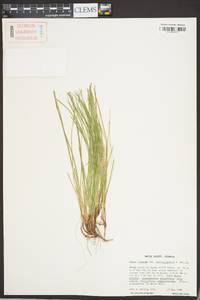 Carex lucorum image