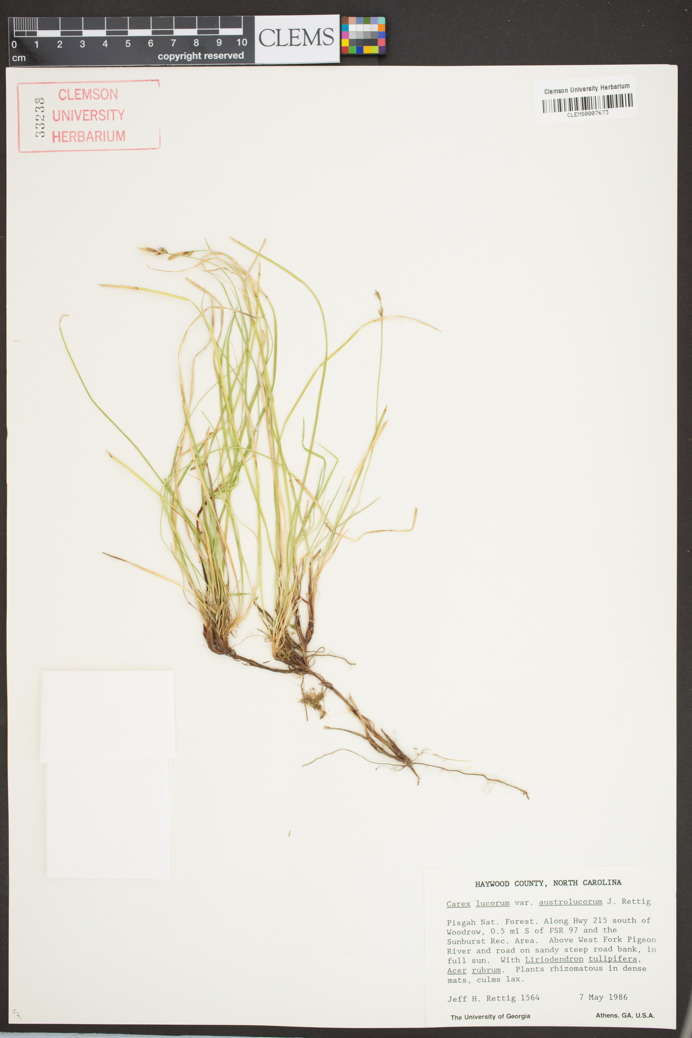 Carex lucorum image