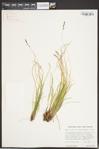 Carex lucorum image