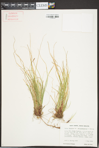 Carex lucorum image