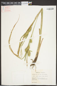 Carex lupuliformis image