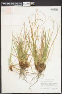 Carex nigromarginata image