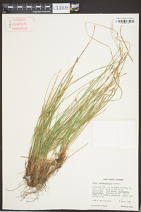 Carex nigromarginata image