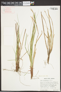 Carex nigromarginata image