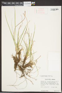 Carex nigromarginata image