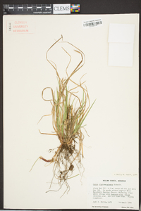 Carex nigromarginata image