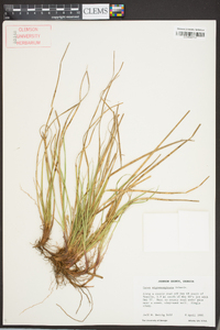 Carex nigromarginata image