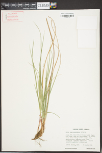 Carex nigromarginata image