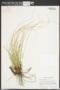 Carex nigromarginata image