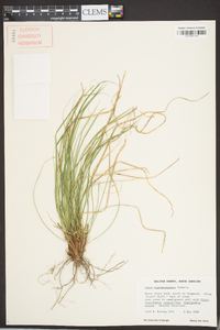 Carex nigromarginata image