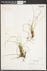 Carex nigromarginata image