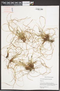 Carex nigromarginata image
