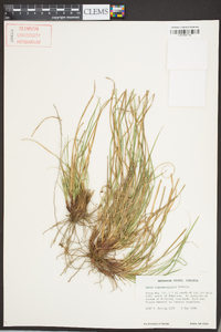 Carex nigromarginata image