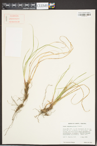 Carex nigromarginata image