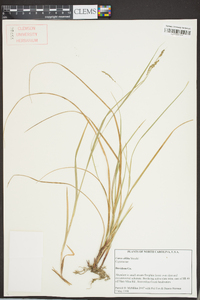 Carex oblita image