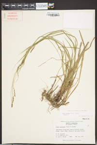 Carex oxylepis image