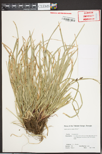 Carex pedunculata image