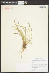 Carex pedunculata image