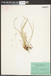 Carex pedunculata image