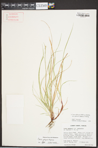 Carex physorhyncha image