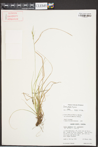 Carex physorhyncha image