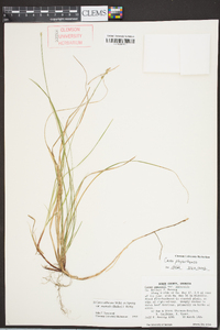 Carex physorhyncha image