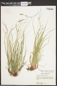 Carex albicans var. australis image