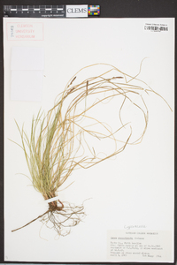 Carex physorhyncha image