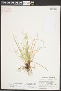 Carex physorhyncha image