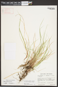 Carex physorhyncha image