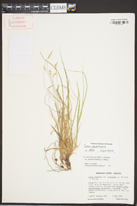 Carex physorhyncha image