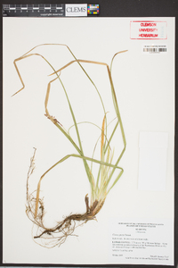 Carex picta image