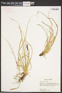 Carex picta image