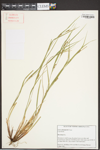 Carex planispicata image