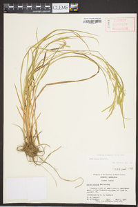 Carex prasina image