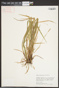 Carex purpurifera image