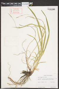 Carex purpurifera image