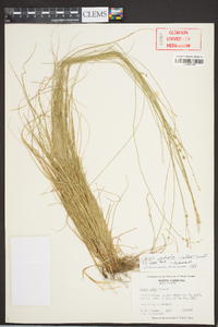 Carex radiata image