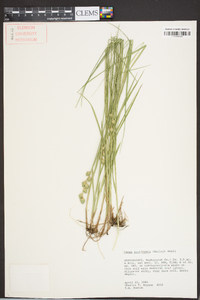 Carex reniformis image