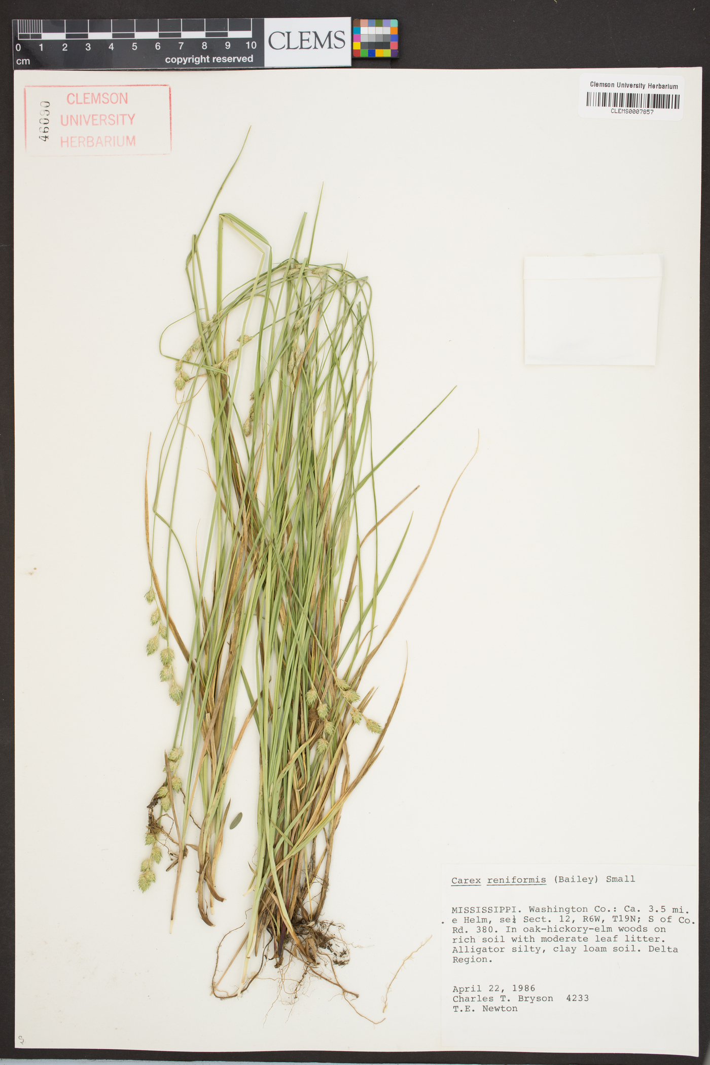 Carex reniformis image