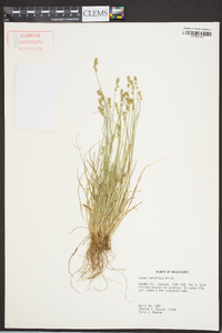 Carex retroflexa image