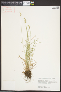 Carex retroflexa image