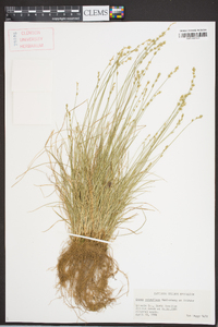 Carex retroflexa image