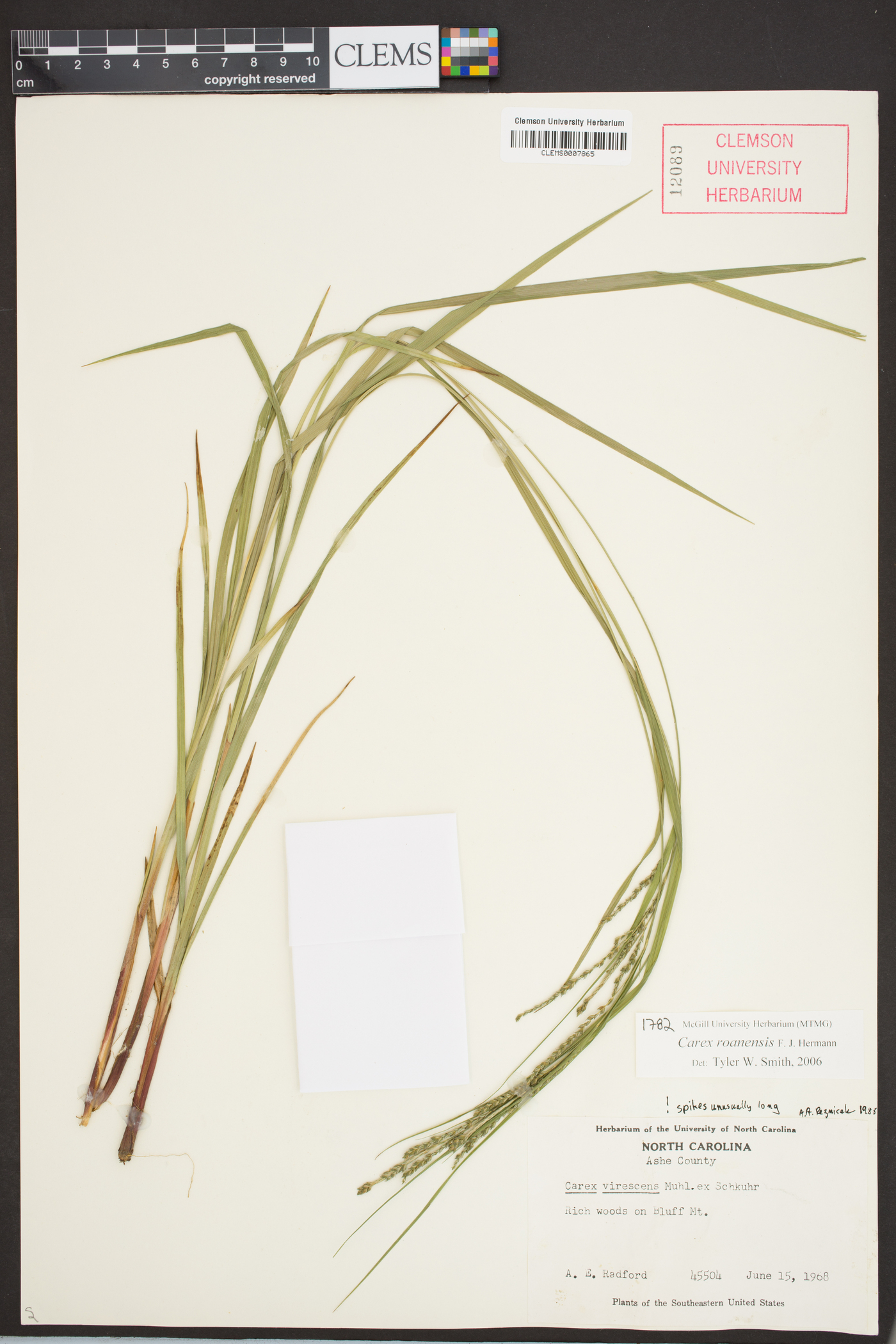 Carex roanensis image