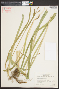 Carex scabrata image