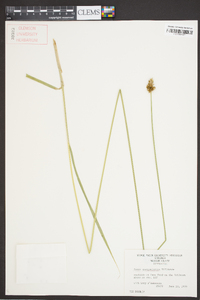 Carex sparganioides image