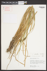 Carex striata image