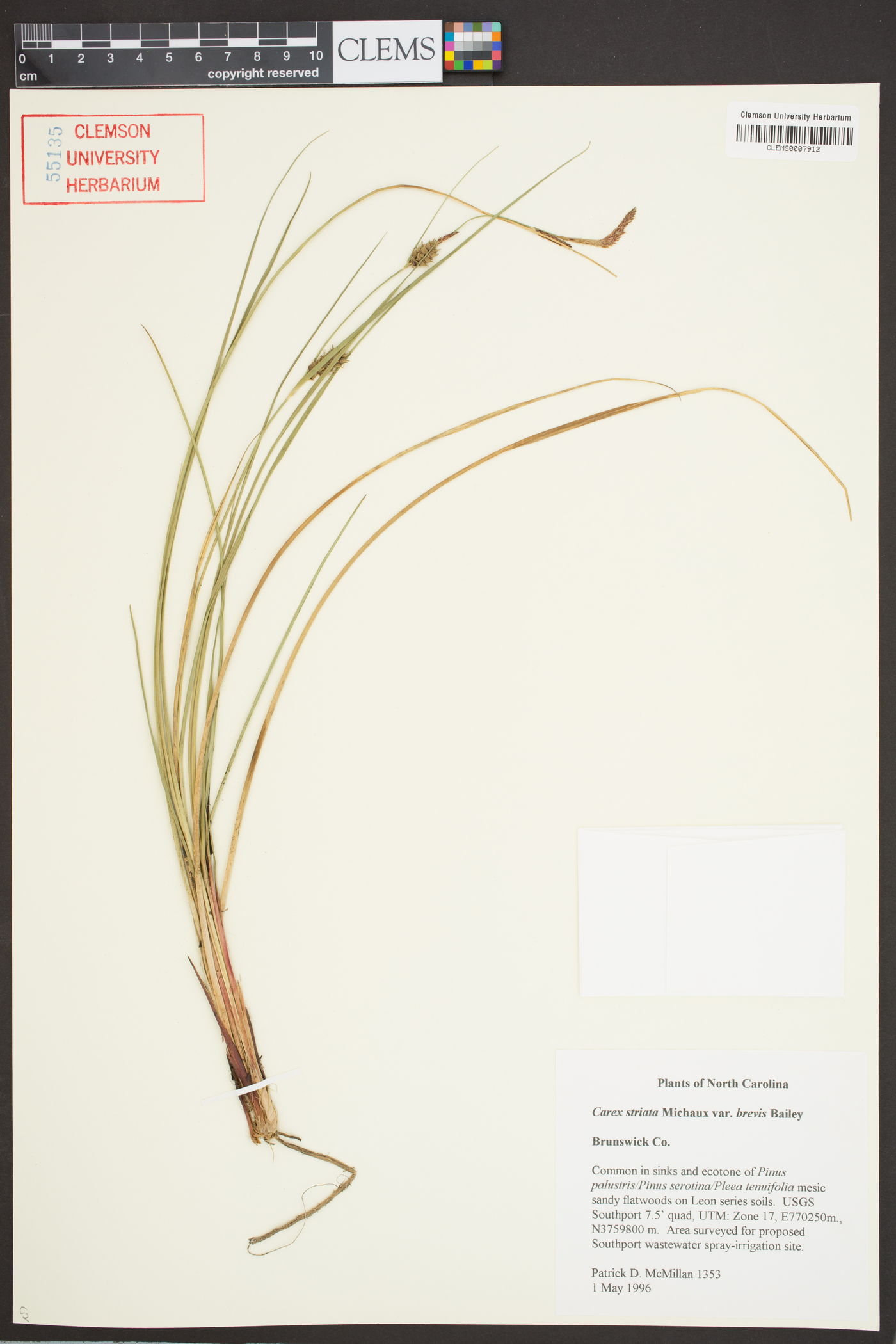 Carex striata var. brevis image