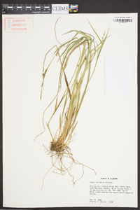 Carex striatula image